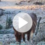 Frio extremo atinge a Serra catarinense, com geada intensa e temperaturas abaixo de -8°C