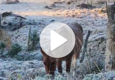 Frio extremo atinge a Serra catarinense, com geada intensa e temperaturas abaixo de -8°C