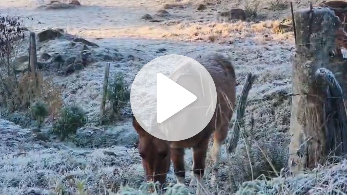 Frio extremo atinge a Serra catarinense, com geada intensa e temperaturas abaixo de -8°C