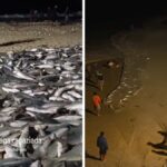 Pescadores da Praia de Cima Celebram Grande Saragaço de Tainha
