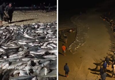 Pescadores da Praia de Cima Celebram Grande Saragaço de Tainha