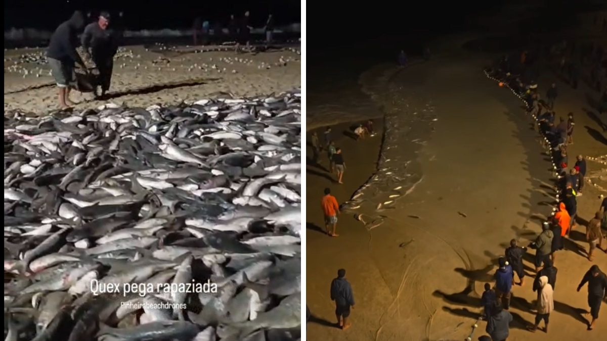 Pescadores da Praia de Cima Celebram Grande Saragaço de Tainha