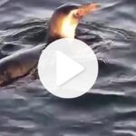Pinguins surpreendem moradores e turistas em praia de SC
