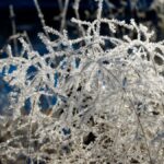 Frio Intenso em SC: Geada e Temperaturas de até -6°C