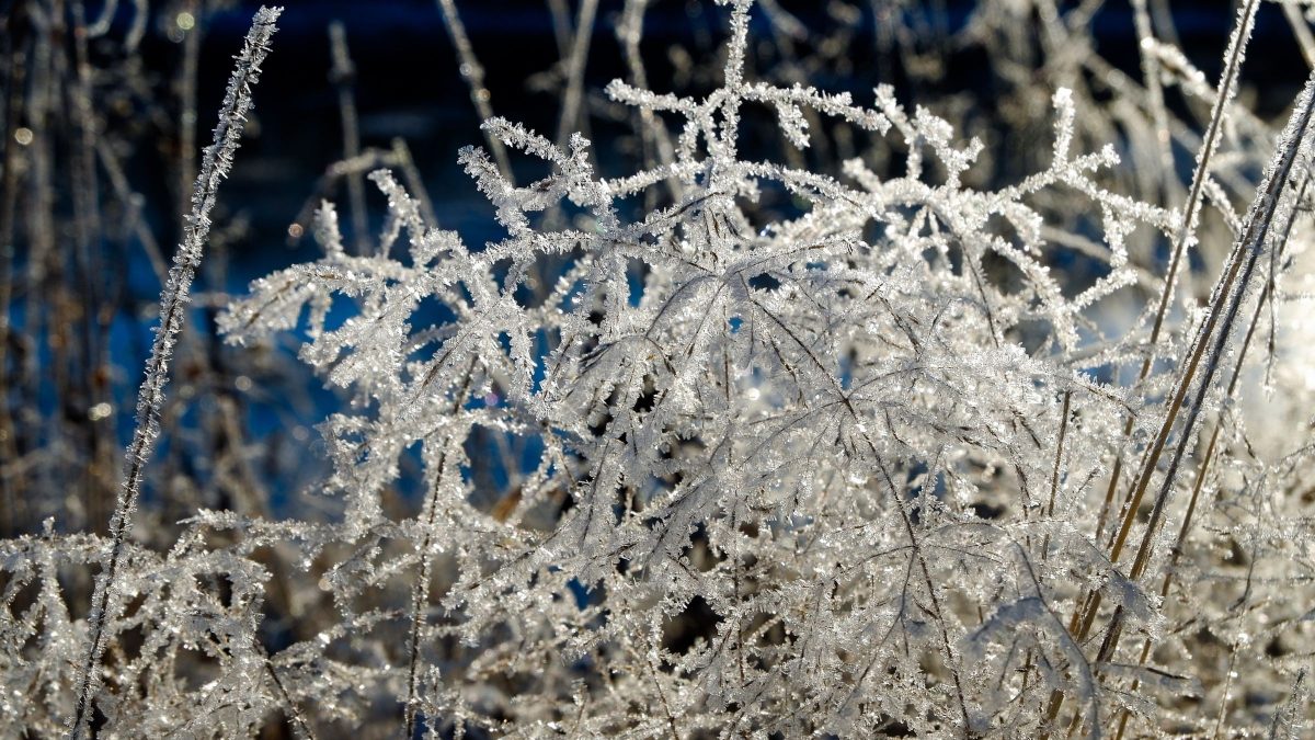 Frio Intenso em SC: Geada e Temperaturas de até -6°C