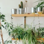Gemini: o Assistente que Ajuda a Cuidar das Plantas de Casa