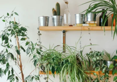 Gemini: o Assistente que Ajuda a Cuidar das Plantas de Casa