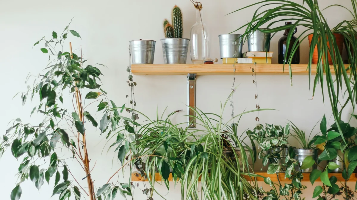 Gemini: o Assistente que Ajuda a Cuidar das Plantas de Casa