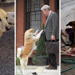 Lealdade Canina: Cães Esperam há um Mês por Tutora Hospitalizada em Florianópolis