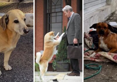 Lealdade Canina: Cães Esperam há um Mês por Tutora Hospitalizada em Florianópolis