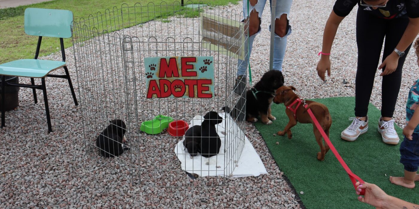 Porto Belo Oferece Mutirão de Castração Gratuita para Cães e Gatos