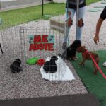 Porto Belo Oferece Mutirão de Castração Gratuita para Cães e Gatos