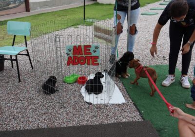 Porto Belo Oferece Mutirão de Castração Gratuita para Cães e Gatos