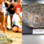 Tartaruga-verde quase ameaçada de extinção é solta no oceano após seis meses de tratamento em SC