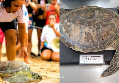 Tartaruga-verde quase ameaçada de extinção é solta no oceano após seis meses de tratamento em SC