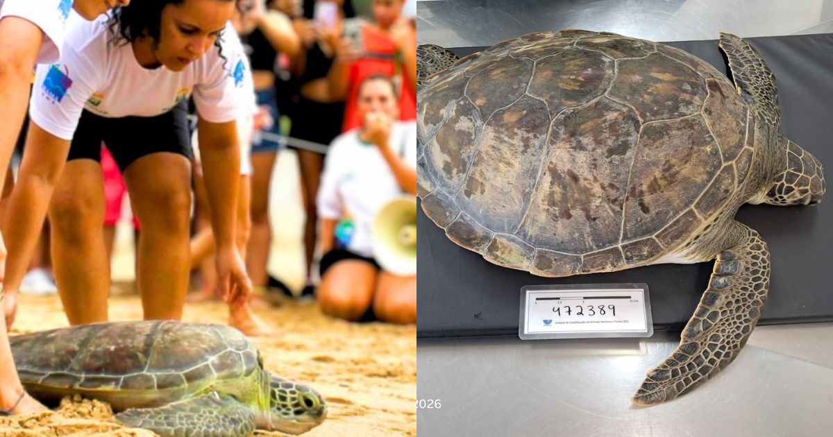 Tartaruga-verde quase ameaçada de extinção é solta no oceano após seis meses de tratamento em SC