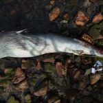 Baleia Encontrada Morta em Itapema Era o Mesmo Animal Visto à Deriva no Litoral Norte de SC