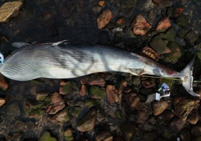 Baleia Encontrada Morta em Itapema Era o Mesmo Animal Visto à Deriva no Litoral Norte de SC