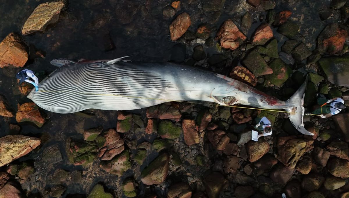 Baleia Encontrada Morta em Itapema Era o Mesmo Animal Visto à Deriva no Litoral Norte de SC