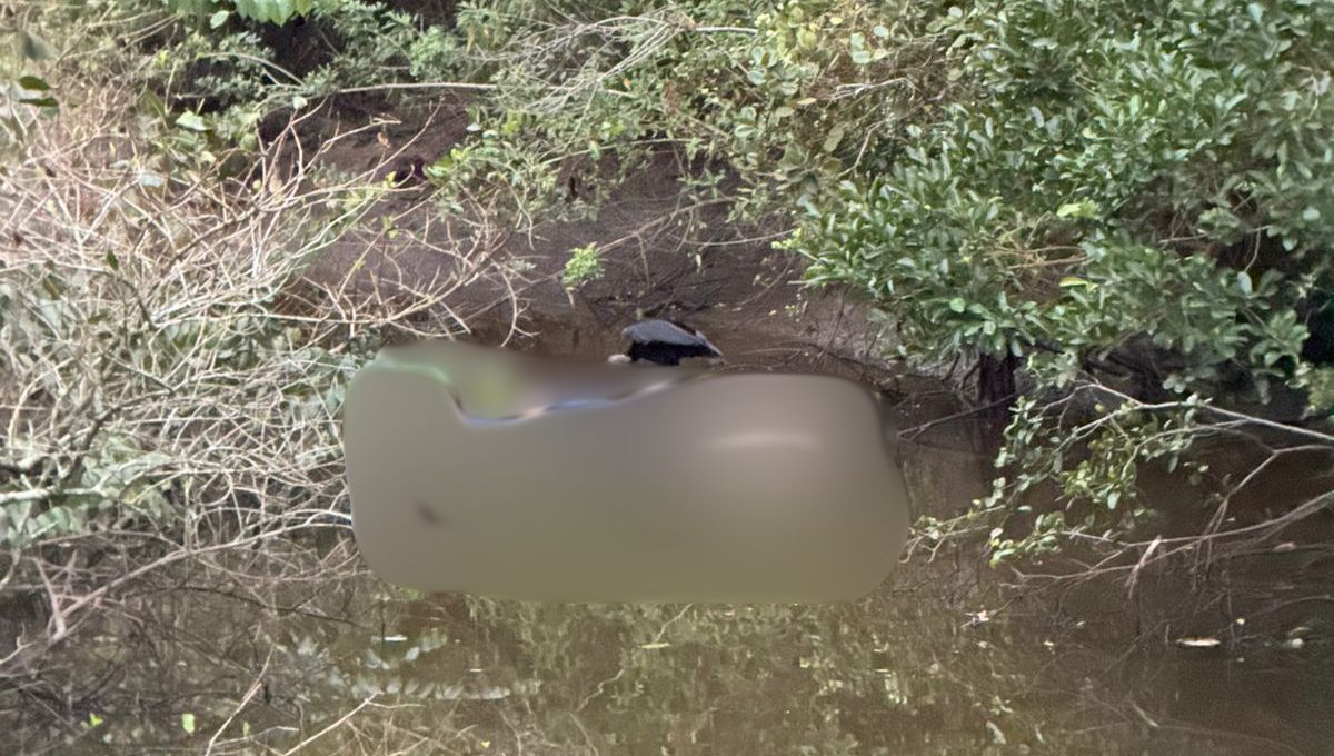 Corpo de homem é encontrado boiando em área de mangue em Porto Belo