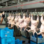 Tecnologia impulsiona recorde nas exportações de proteína animal brasileira